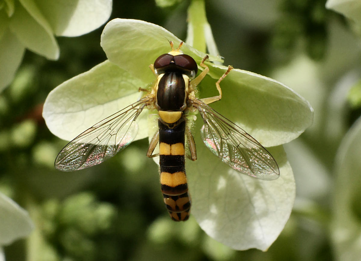 Sphaerophoria scripta ?